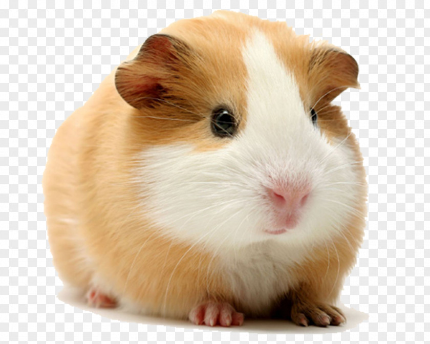 Guinea Pig Rodent Cuy Dog Himalayan Hamster PNG