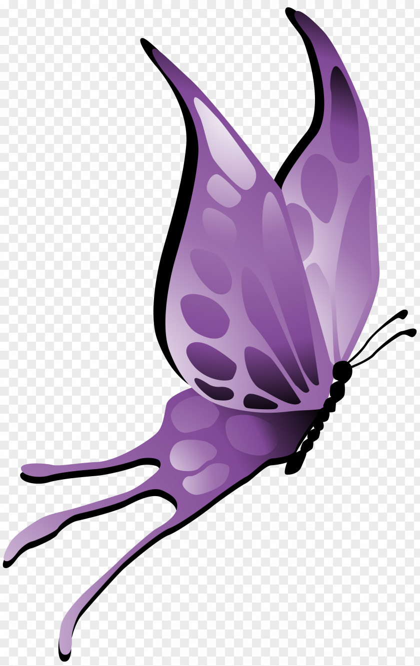 Lilac Butterfly Insect Pollinator Violet PNG