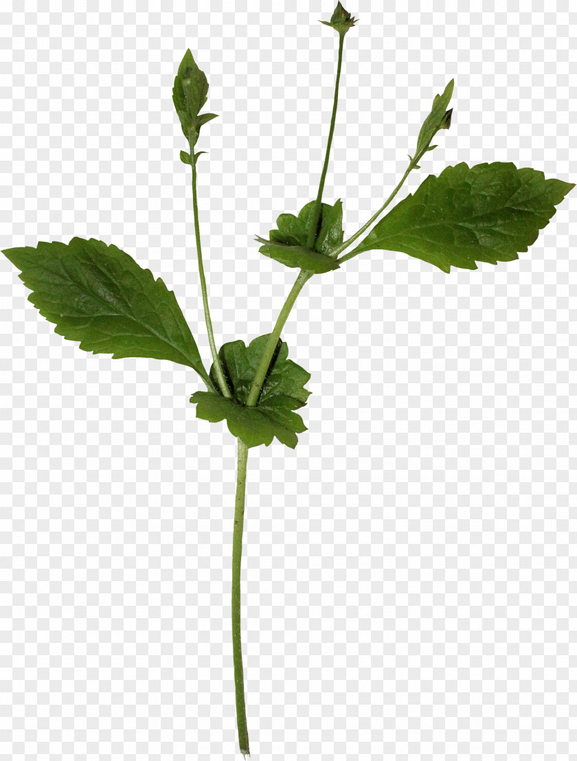 Mint Leaves Leaf Clip Art PNG