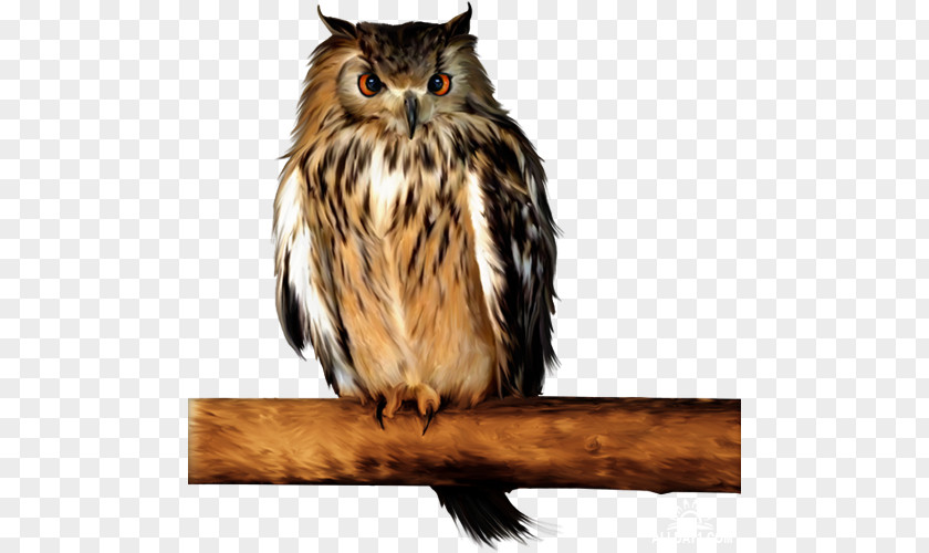 Owl Little Barn Tawny Clip Art PNG