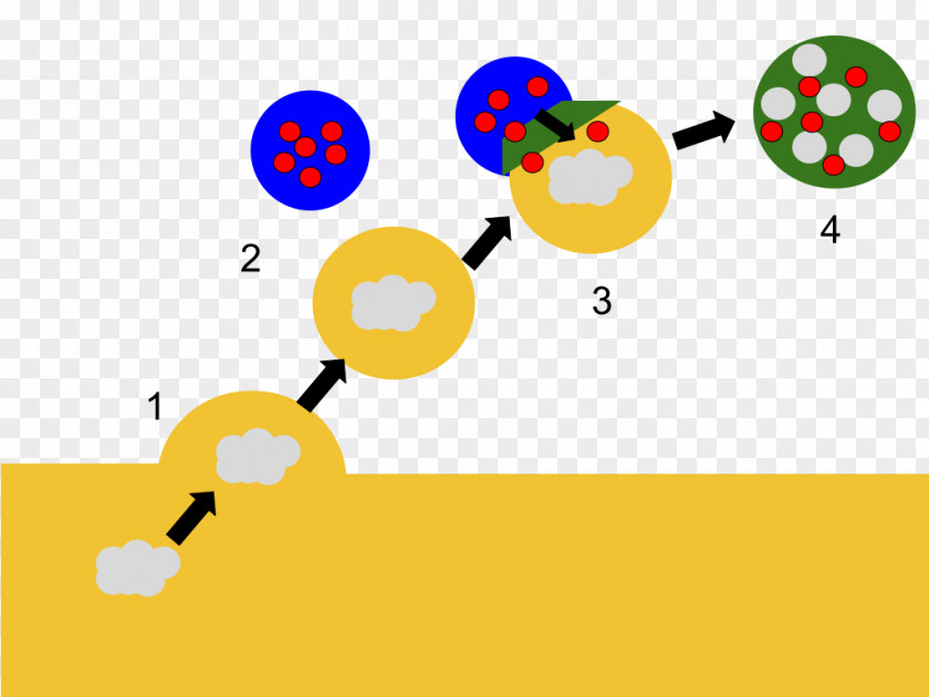 Phagocyte Map Lysosome Cell Biology Organelle Biological Membrane PNG