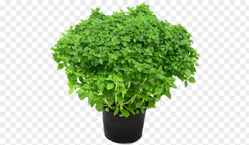 Plant Holy Basil Herb Garden Oregano PNG