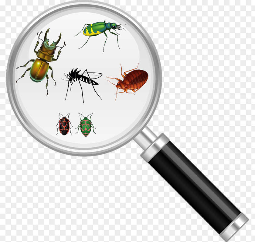Tick Bug Insect Cockroach Pest Control Magnifying Glass PNG