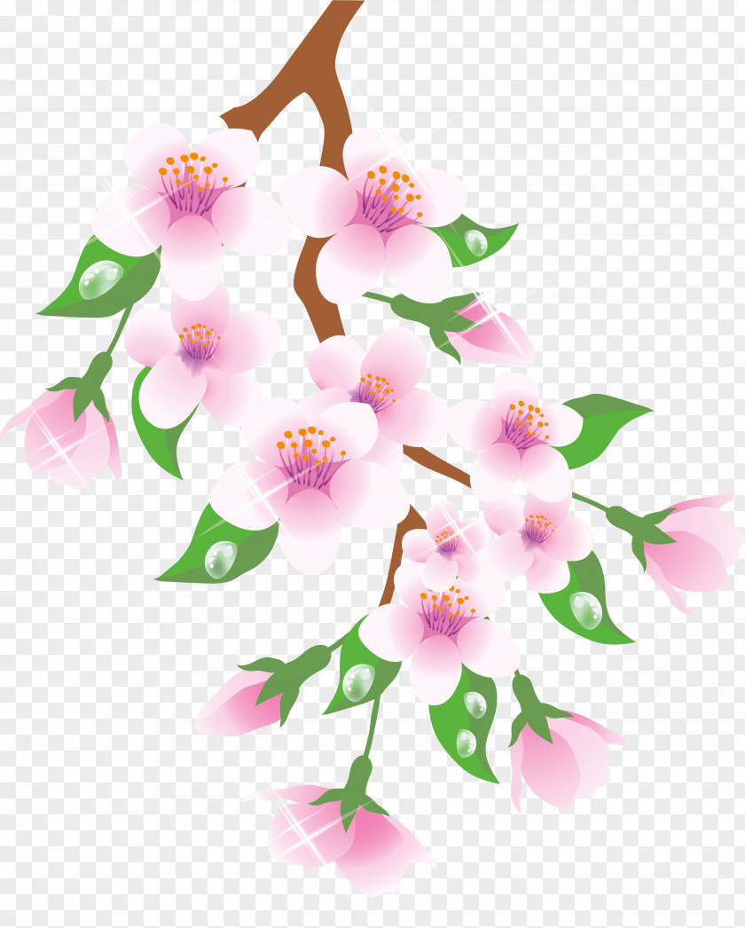 Cattleya Pedicel Cherry Blossom Cartoon PNG