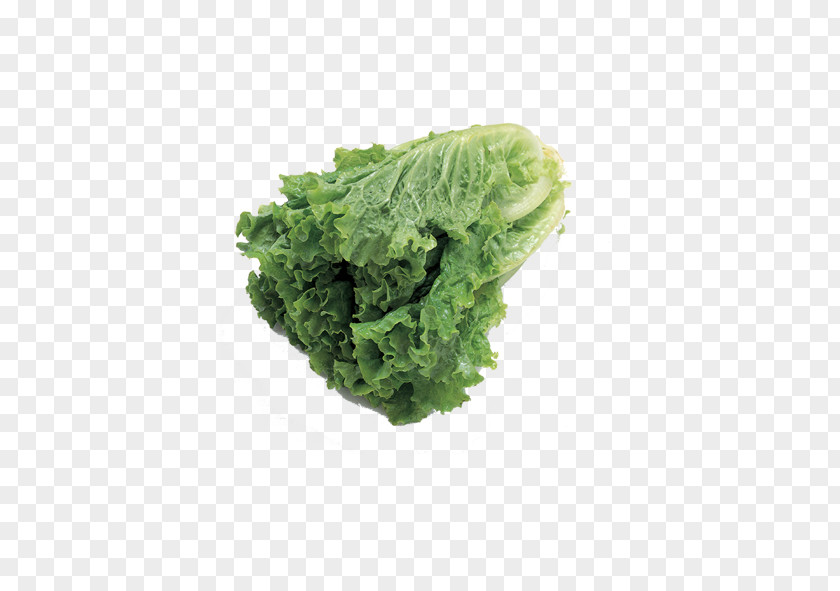 Chinese Cabbage Vegetable Fruit Auglis Food Lettuce PNG