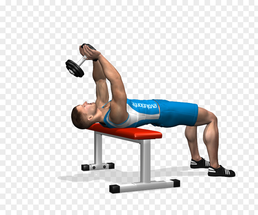Dumbbell Weight Training Bench Pullover Pectoralis Major PNG