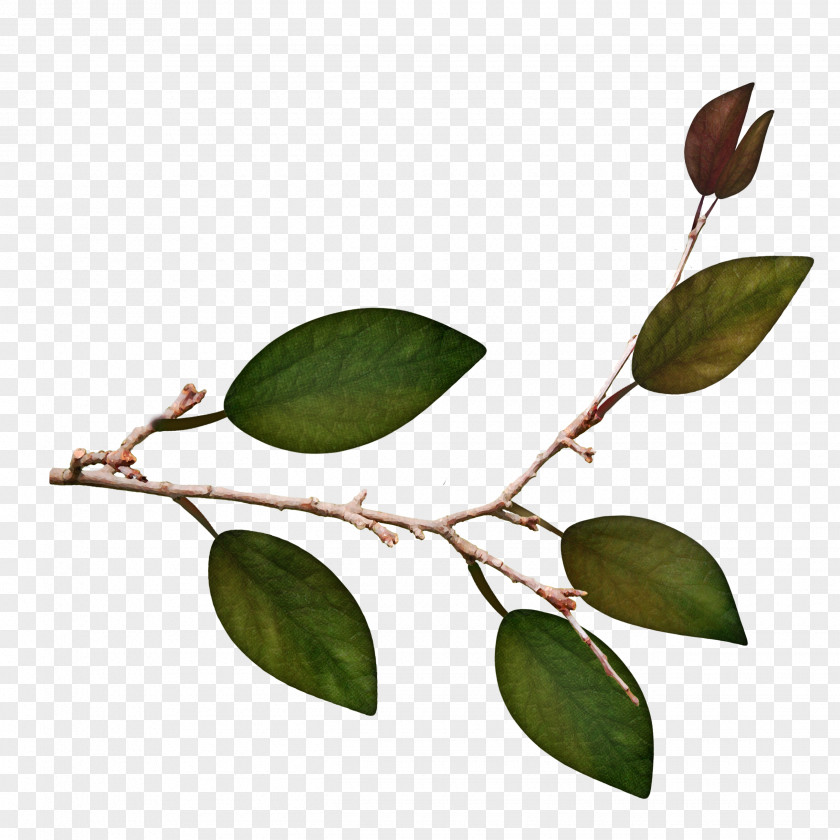Green Leaves Twig Leaf Plant Stem PNG