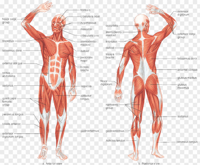 Anatomy Muscular System Human Body Muscle Skeleton PNG