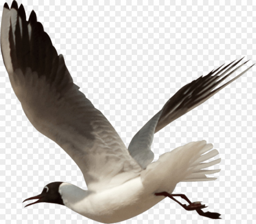 Bird Goose Clip Art PNG