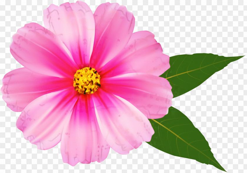 Clip Art Desktop Wallpaper Pink Flowers PNG