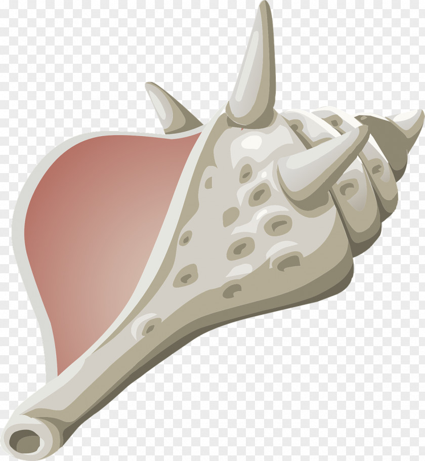 Exotic Shells Conch Clip Art PNG