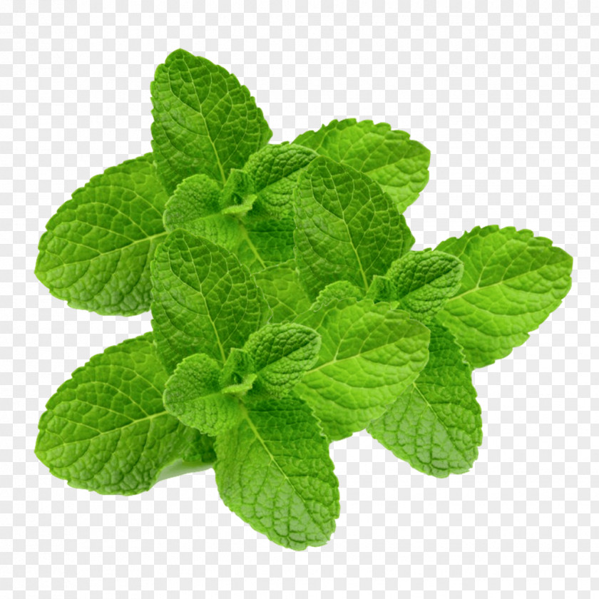 Juice Peppermint Herb Medicinal Plants Apple Mint PNG