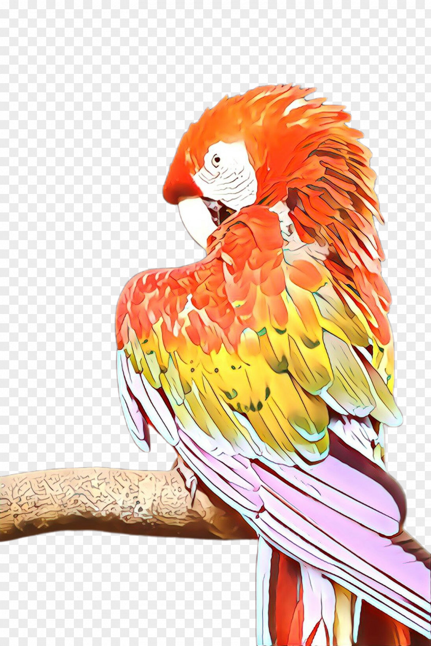 Lovebird Parrot Bird PNG