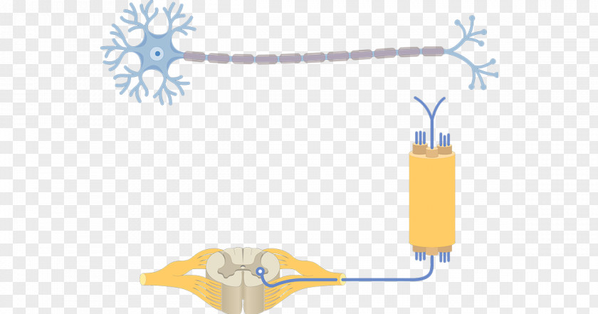 Neurons Pseudounipolar Neuron Multipolar Axon PNG