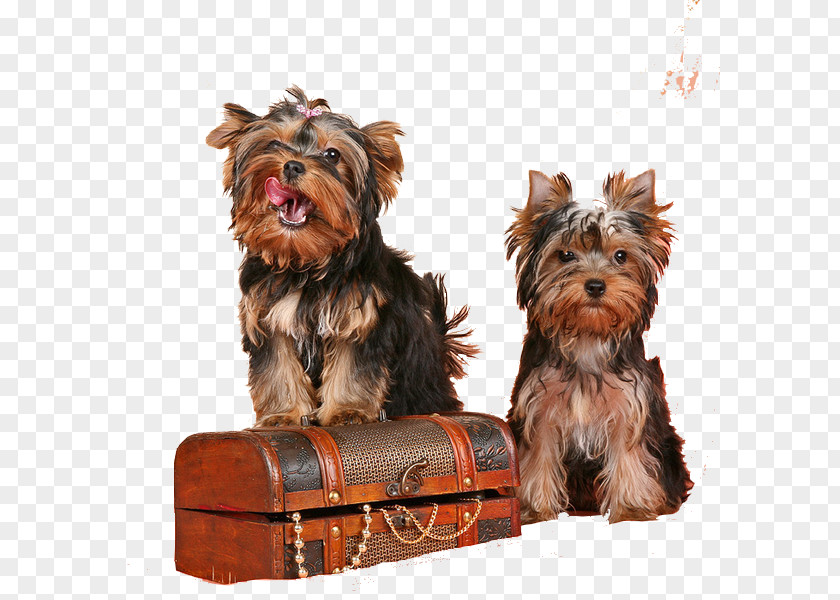 Puppy Yorkshire Terrier Australian Silky Companion Dog Breed PNG