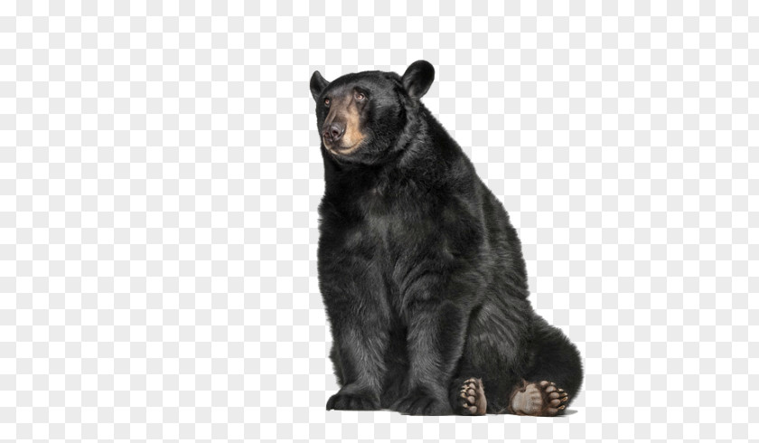 Bear Grizzly American Black Image Graphis Inc. PNG