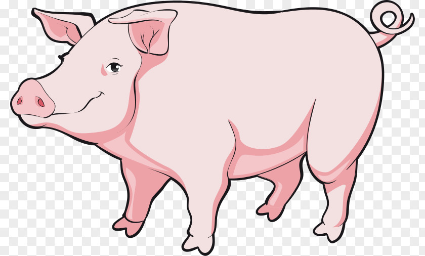 Boar Pig Cartoon Clip Art PNG