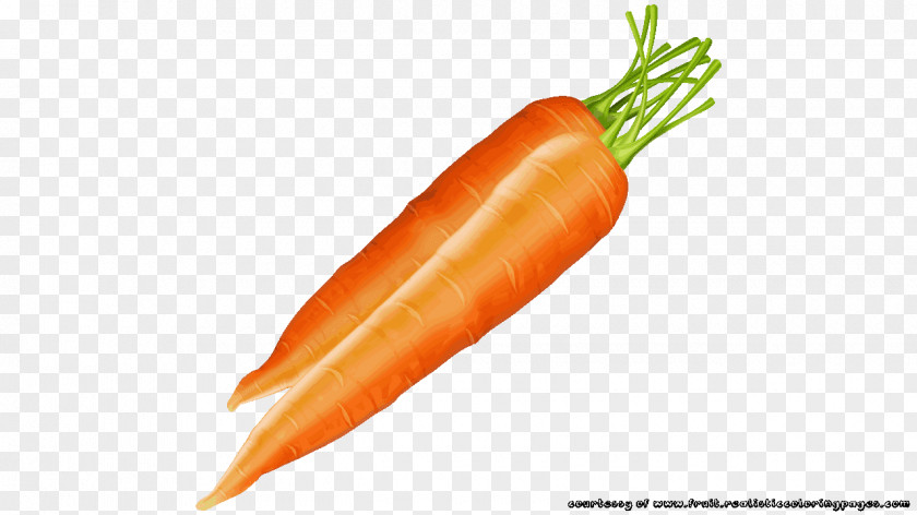 Carrot Clip Art PNG