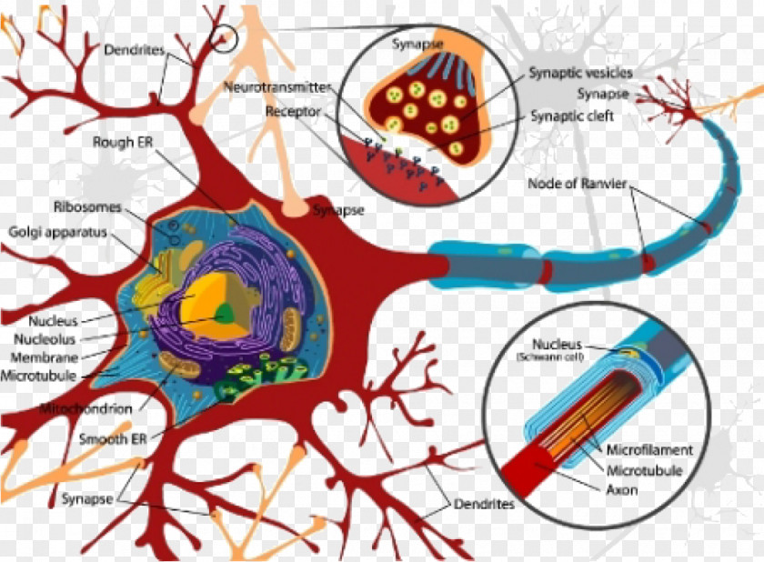 Frog Nervous System Neuron Cell Soma Nerve PNG