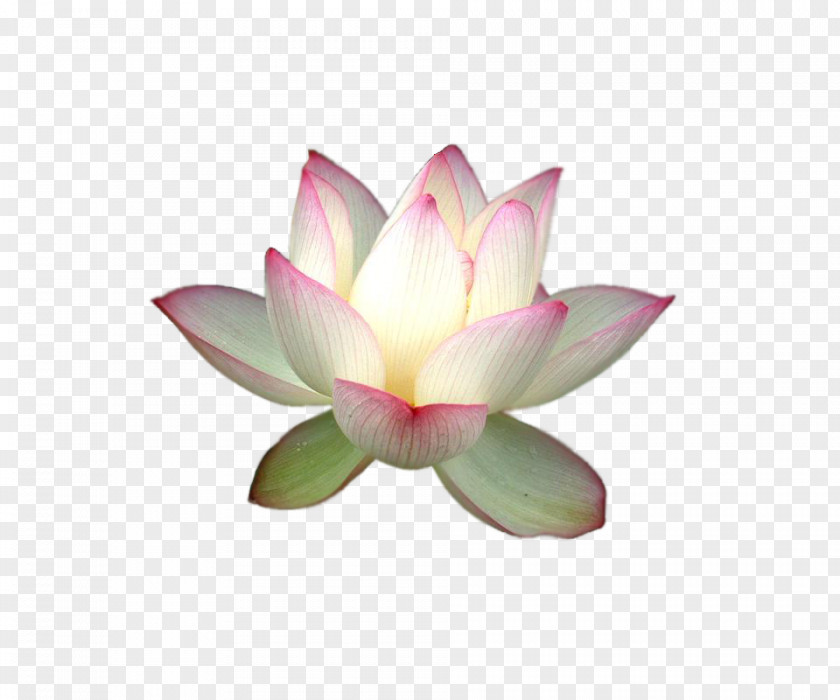 Lotus Nelumbo Nucifera Yoga Ayurveda PNG
