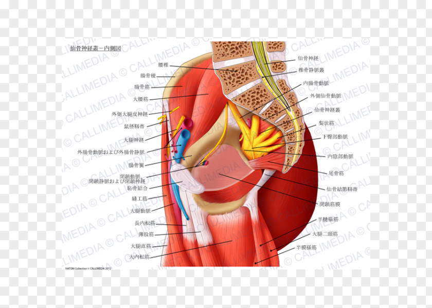 Neck Muscle Sacral Plexus Nerve Sacrum Cervical PNG