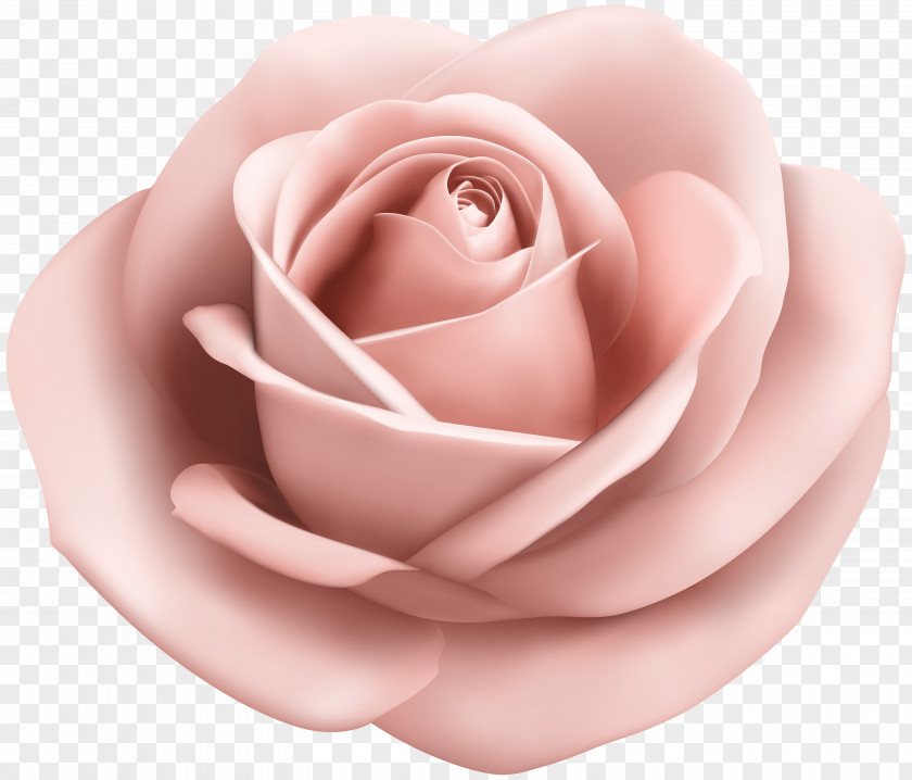 Rose Soft Peach Transparent Clip Art Image Garden Roses Pink PNG
