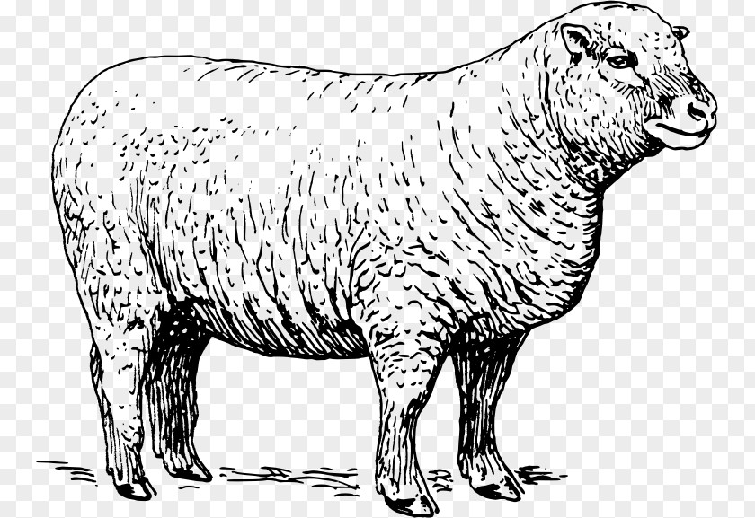 Sheep Lamb And Mutton Clip Art PNG