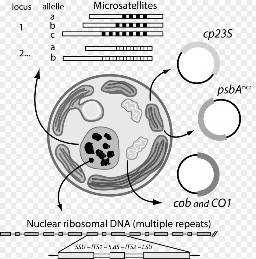 Symbiodinium Jellyfish Zooxanthellae Dinoflagellates Algae PNG