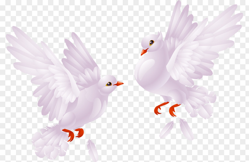 Two Pigeons Columbidae Bird PNG
