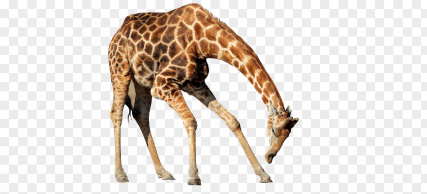 Animal Giraffe Northern PNG