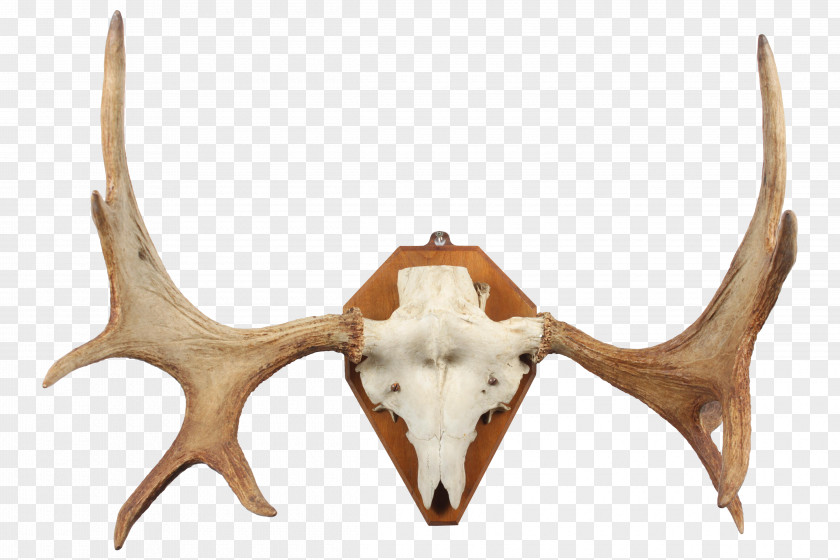 Elk Antlers Deer Horn Trophy Hunting Antler PNG