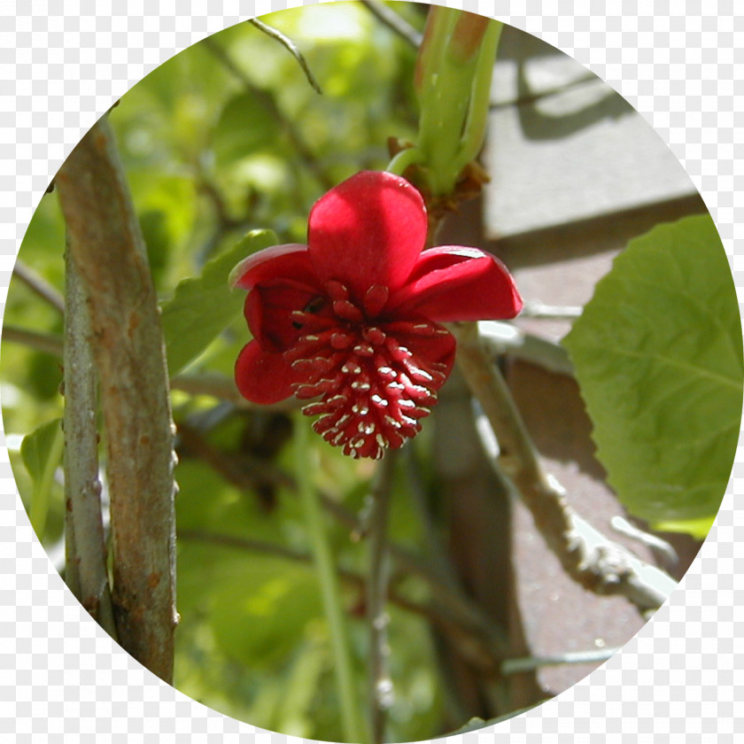 Plant Five-flavor Berry Dicotyledon Vine Schisandra Rubriflora PNG