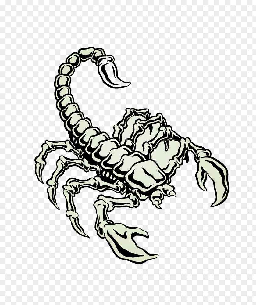 A Large Scorpion Euclidean Vector Stock Photography PNG