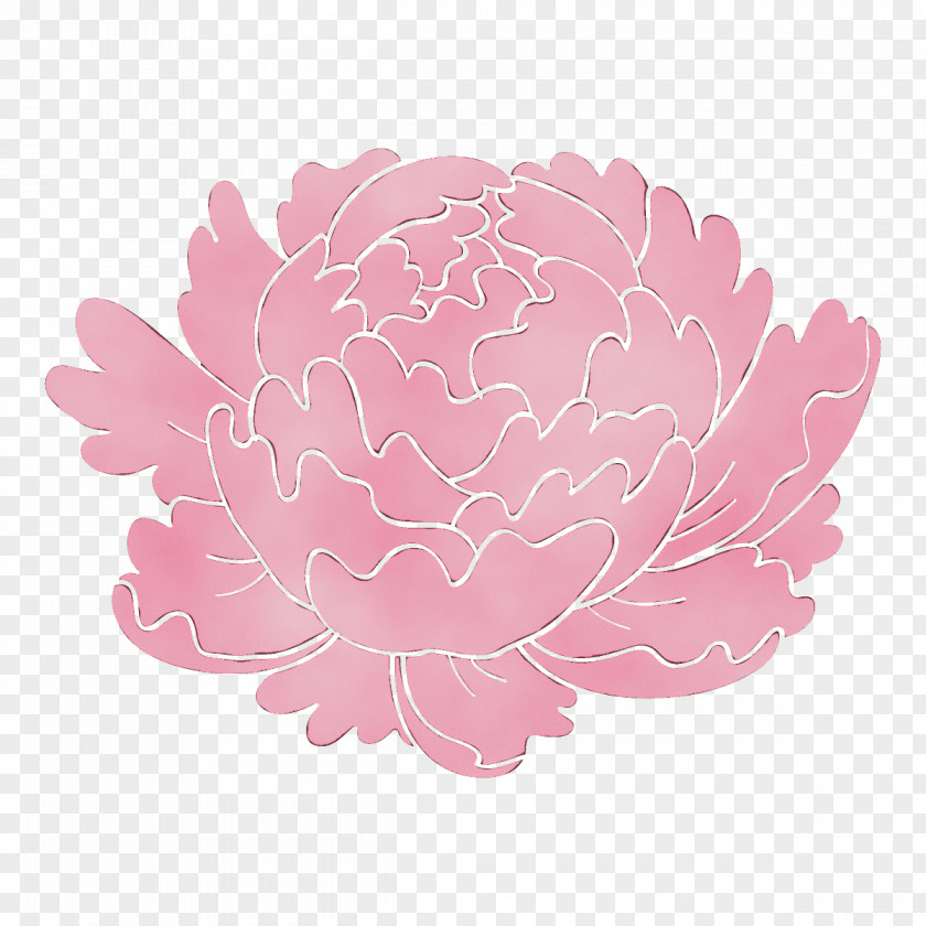 Chinese Peony Protea Family Pink Flower Petal Plant PNG