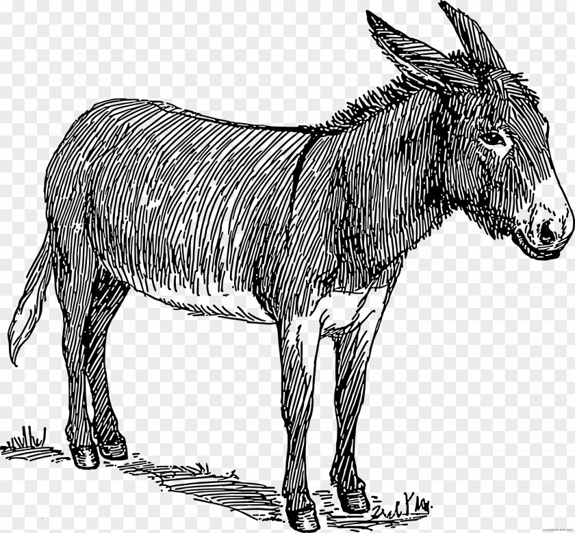 Donkey Drawing Line Art PNG