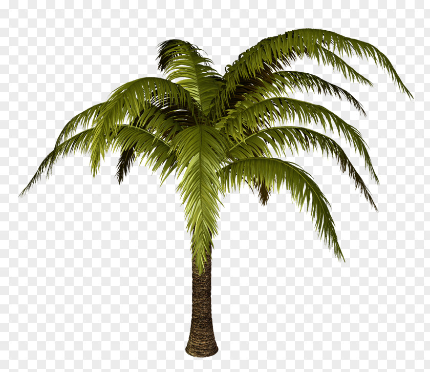 PALMERAS Tree Plant Clip Art PNG