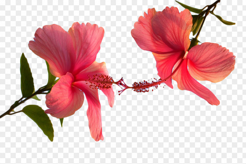 Pink Hibiscus Flower Shoeblackplant Arum-lily Common PNG
