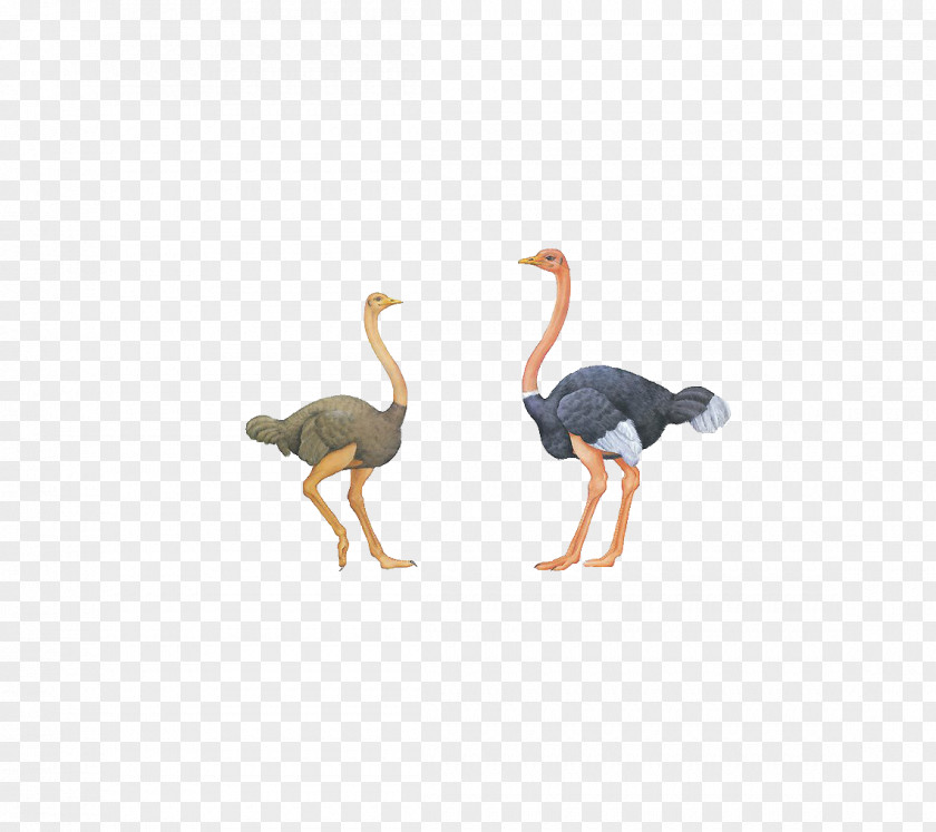 Two Ostrich Common Bird Download Euclidean Vector PNG