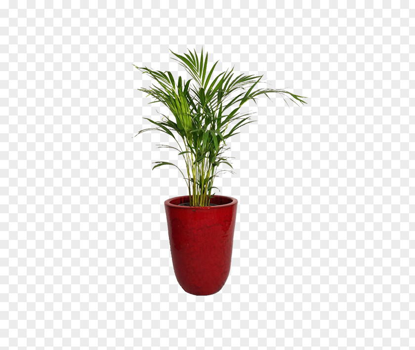 Areca Arecaceae Redondo, Portugal Palm Flowerpot Houseplant PNG