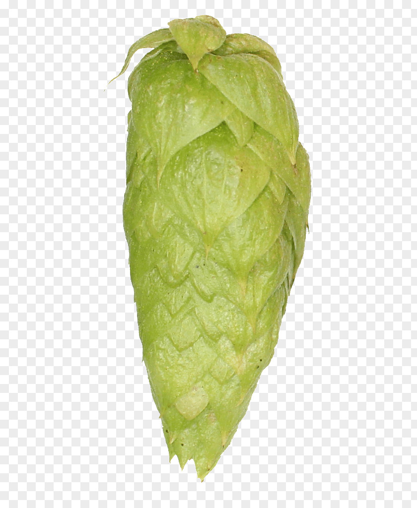 Beer India Pale Ale Top Hops Shop Common Hop PNG