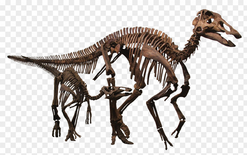 Dinosaur Rocky Mountain Resource Center Pachycephalosaurus Hell Creek Formation Late Cretaceous Edmontosaurus Annectens PNG