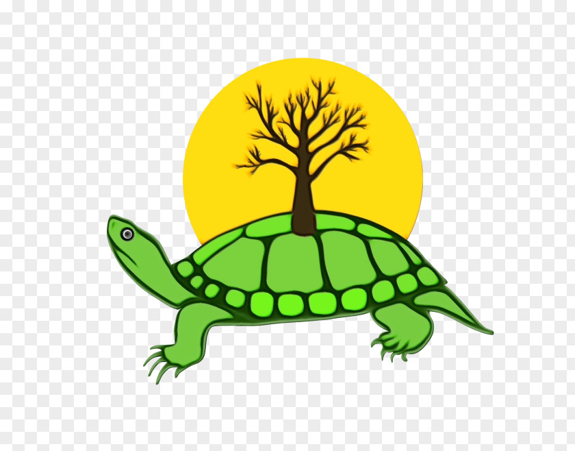 Green Sea Turtle Box Background PNG