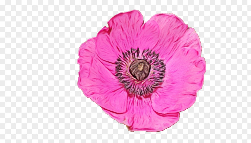 Perennial Plant Anemone Pink Flower Cartoon PNG