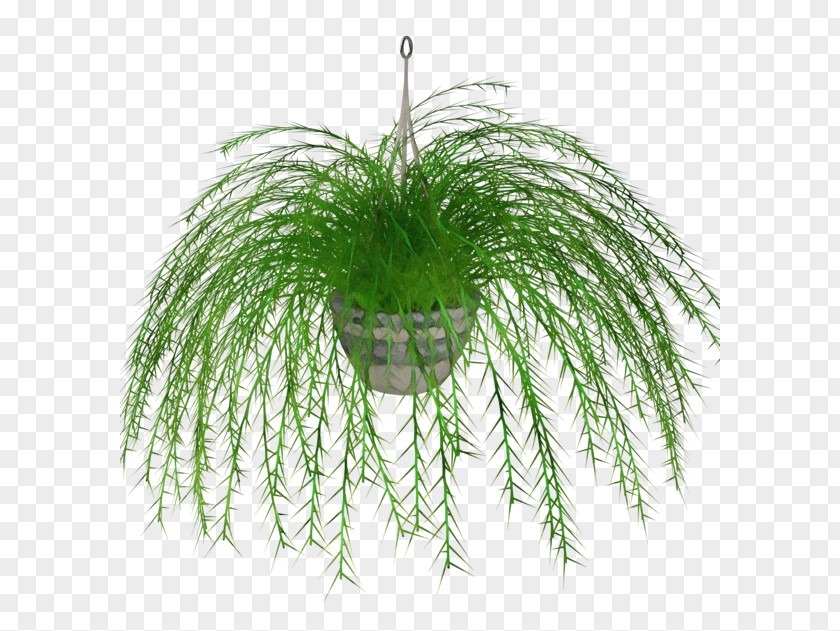 Pine Feather Fern PNG