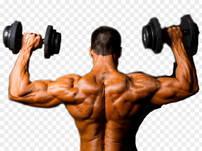 Bodybuilding Supplement Physical Fitness Exercise Centre PNG