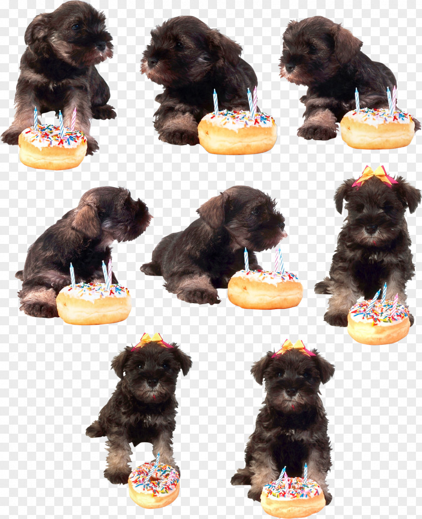 Dog Puppy Miniature Schnauzer Schnoodle Affenpinscher Havanese PNG