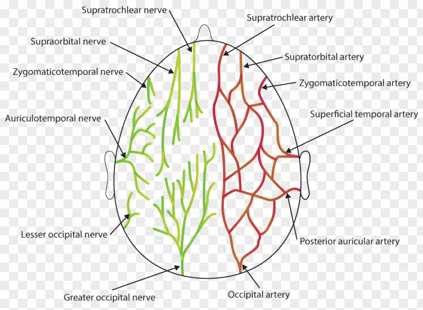 Organ Supraorbital Artery Nerve Occipital PNG artery nerve artery, auriculotemporal clipart PNG