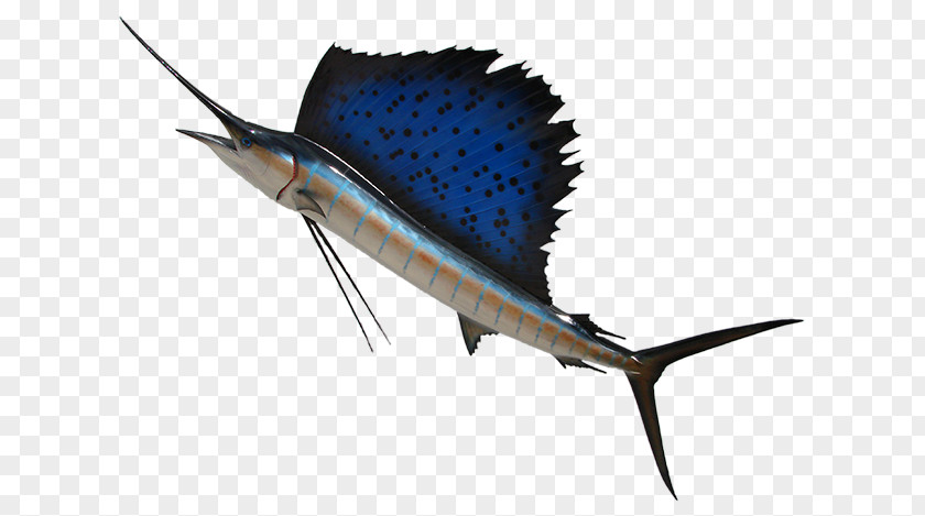 Swordfish Sailfish Atlantic Blue Marlin Fish PNG
