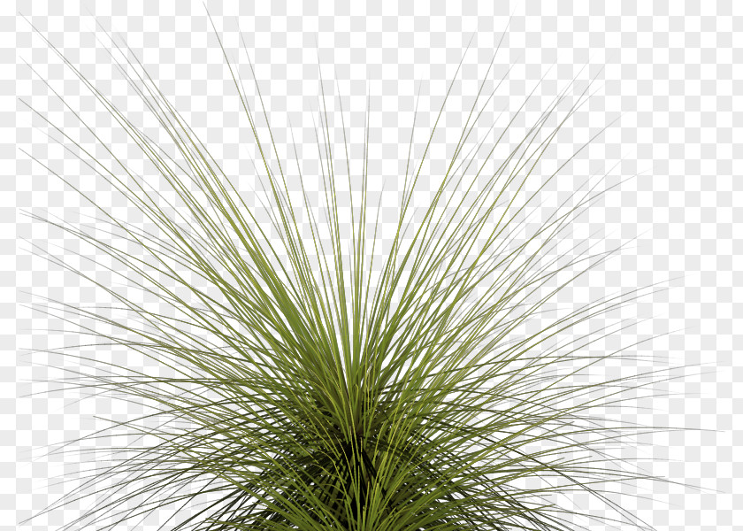 Tall Grass Images & Pictures Clip Art PNG