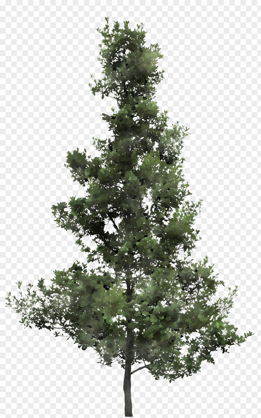 Tree Balsam Fir Shortleaf Black Spruce White Pine Yellow PNG